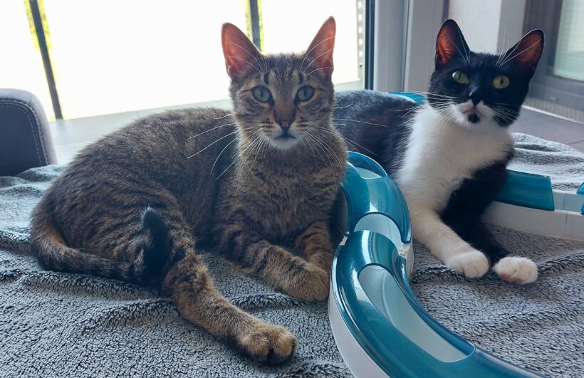 Lilly & Saya