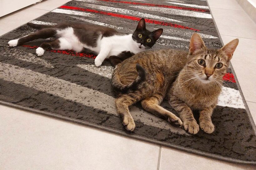 Lilly & Saya