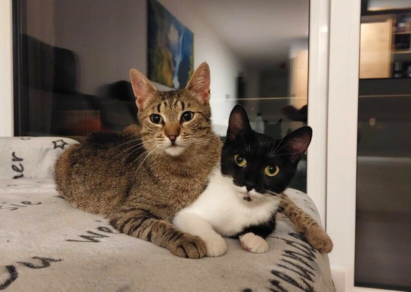Lilly & Saya