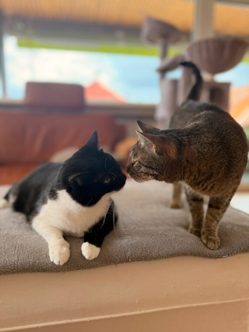 Lilly & Saya