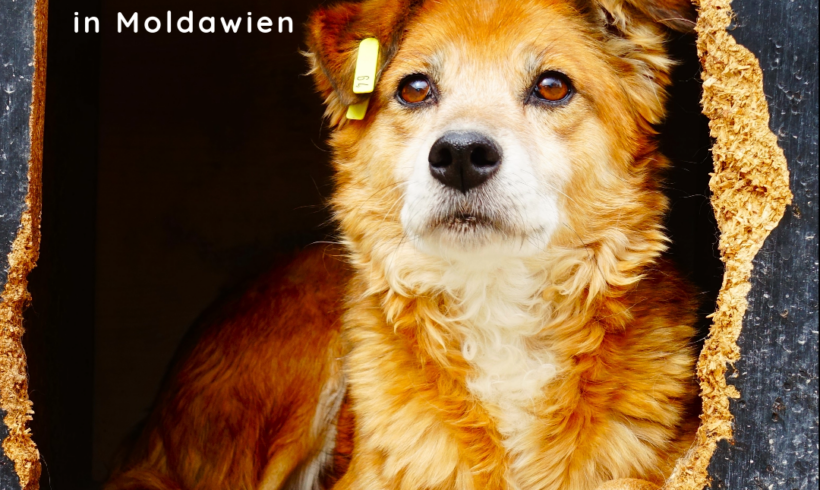 Hüttengaudi für die Hunde in Moldawien