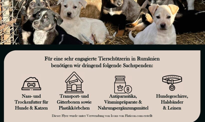 Sachspenden für Tierschützer in Rumänien gesucht