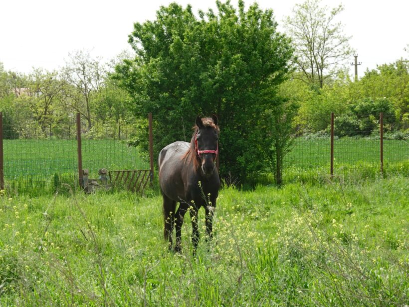 Hilfe für rumänische Pferde gesucht