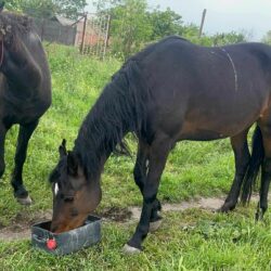 Update zu den rumänischen Pferden