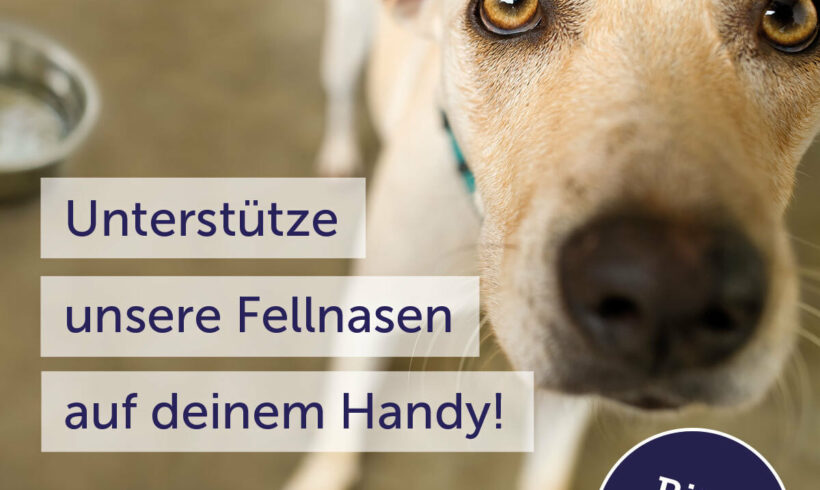 Feed a dog App – oder mit 1,50 € für leuchtende Tieraugen sorgen!