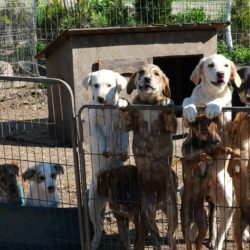 Hope for Dogs Romania