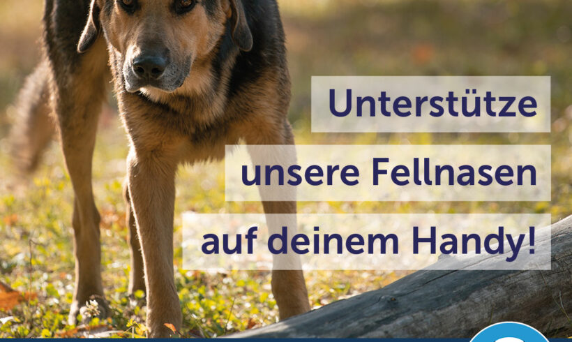 Happy Dog erhöht heute anlässlich des Welttierschutztags eure Futterspenden in der Feed a Dog App um 50%