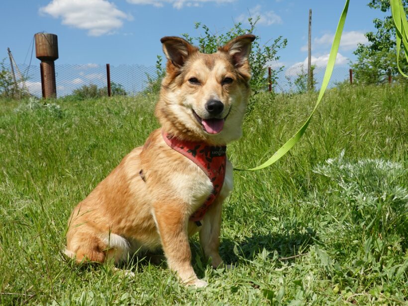 Hazel