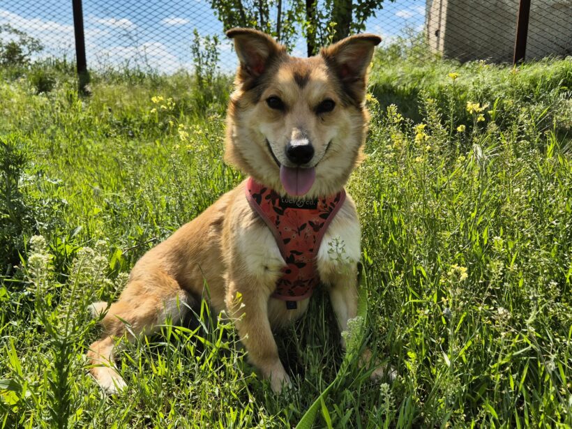 Hazel
