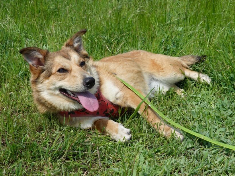 Hazel