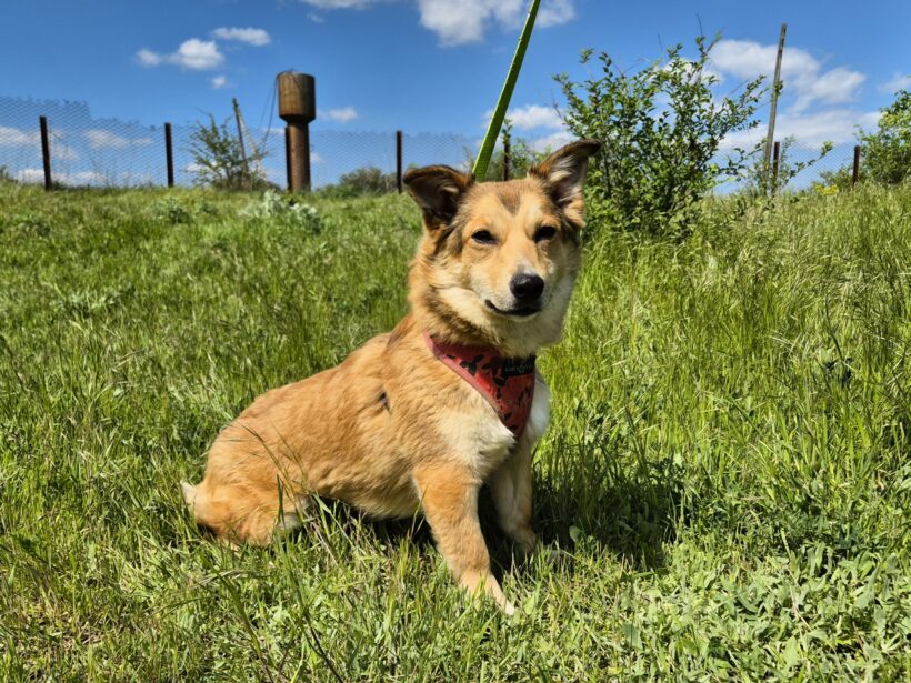 Hazel