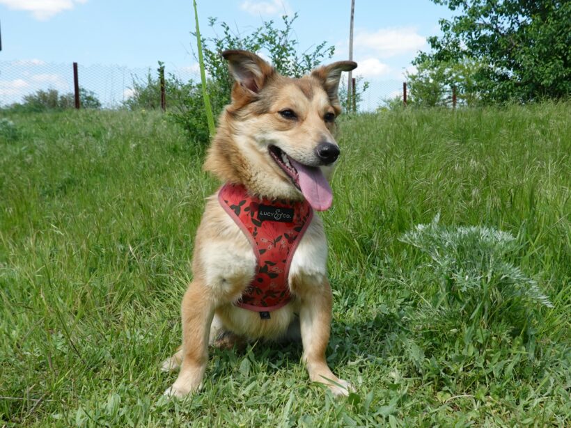 Hazel