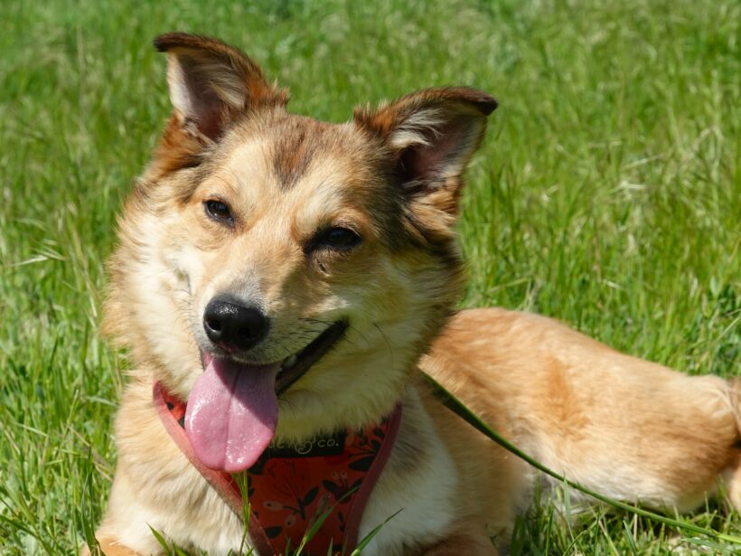 Hazel