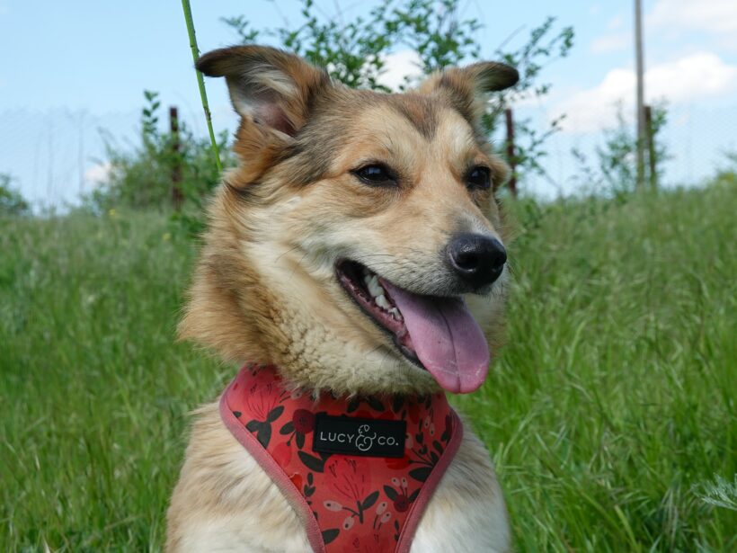 Hazel