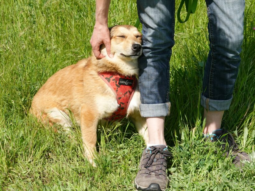 Hazel
