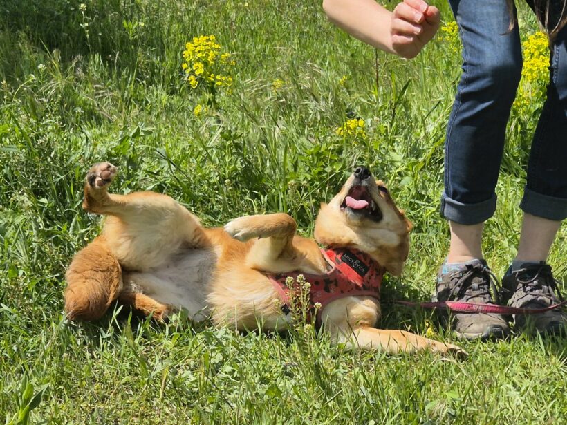 Foxy