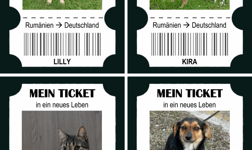 Travel and Neuter