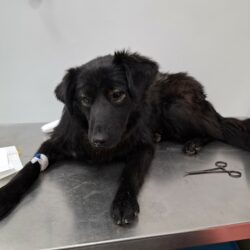 Herzenshund am Straßenrand – bitte helfen Sie uns, dem Rüden einen Namen und eine Zukunft zu schenken!