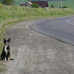 Ein Straßenhund in Osteuropa – ein Anblick, den wir auf unserer Reise leider viel zu oft sehen mussten