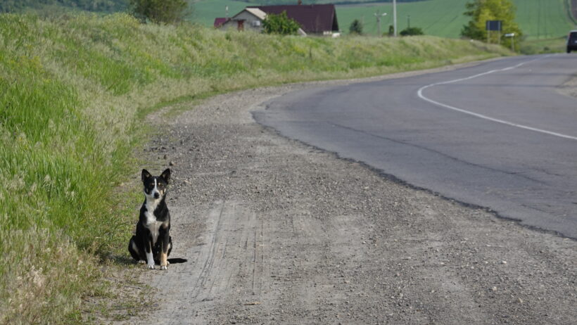 Ein Straßenhund in Osteuropa – ein Anblick, den wir auf unserer Reise leider viel zu oft sehen mussten