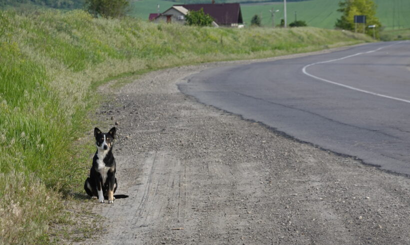 Ein Straßenhund in Osteuropa – ein Anblick, den wir auf unserer Reise leider viel zu oft sehen mussten