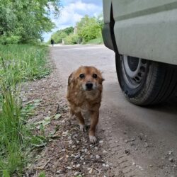 Rettung einer kleinen Hundeseniorin – und jetzt braucht sie einen Namen