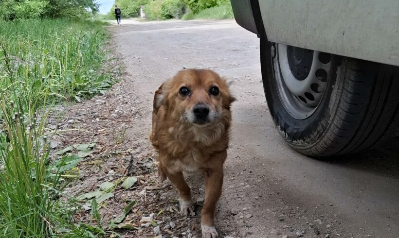 Rettung einer kleinen Hundeseniorin – und jetzt braucht sie einen Namen