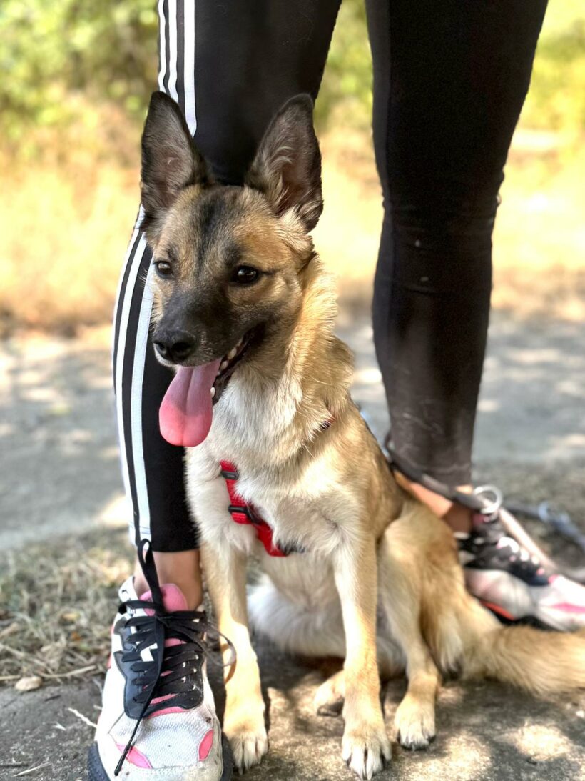 Jolie (reserviert)