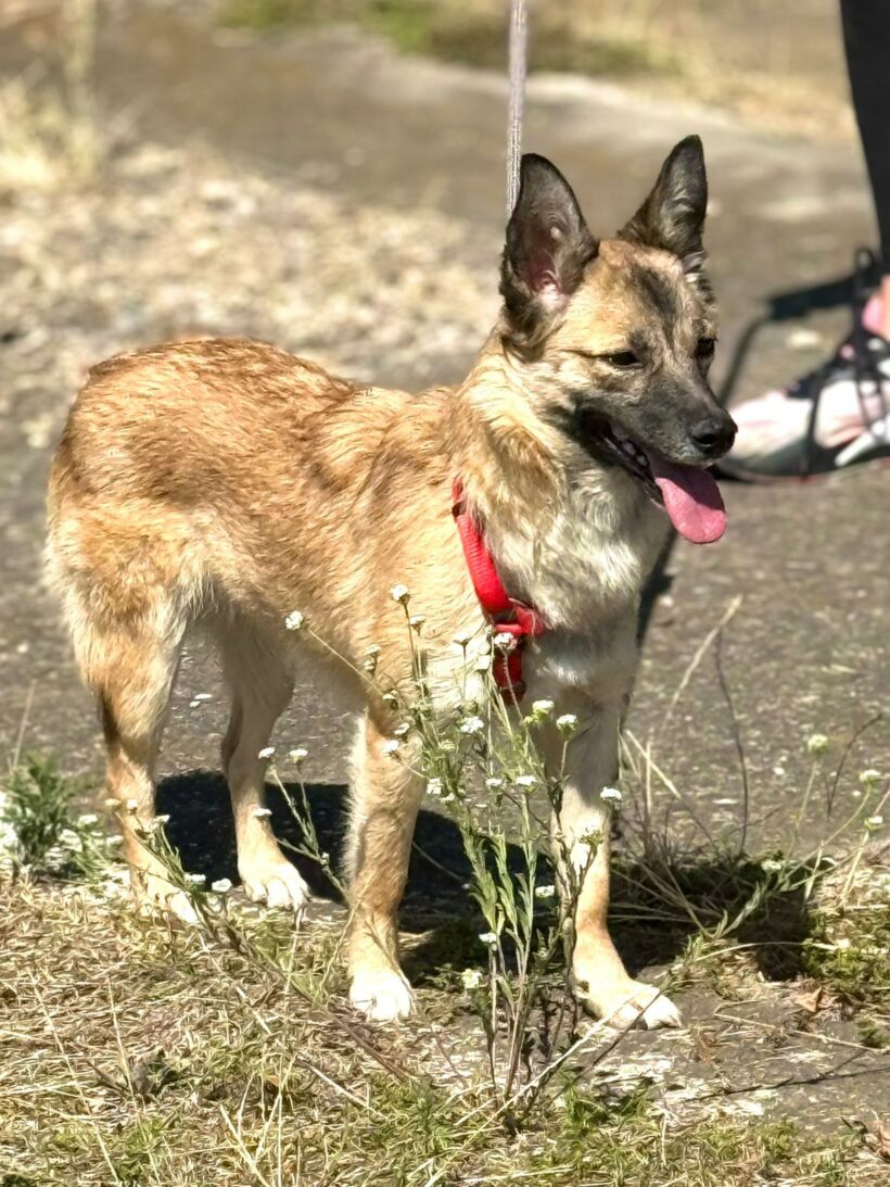 Jolie (reserviert)