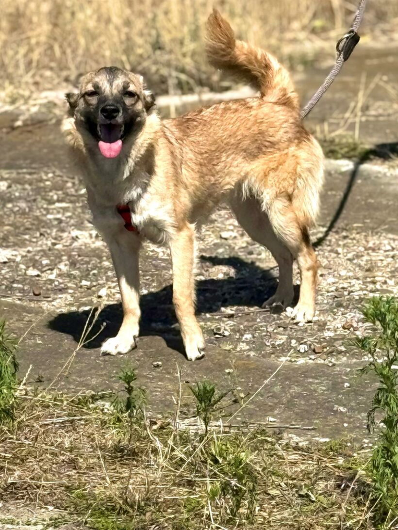 Jolie (reserviert)