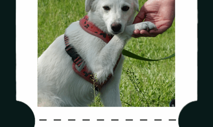 Travel & Neuter Ticket für Lissy