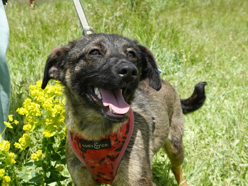 Nala