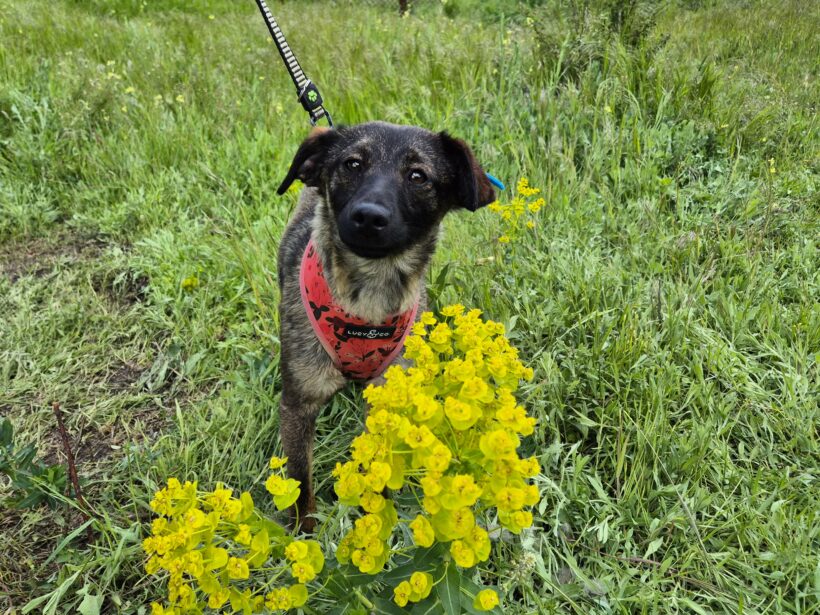 Nala