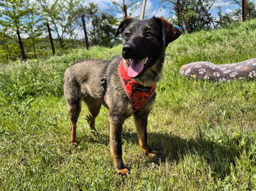 Nala