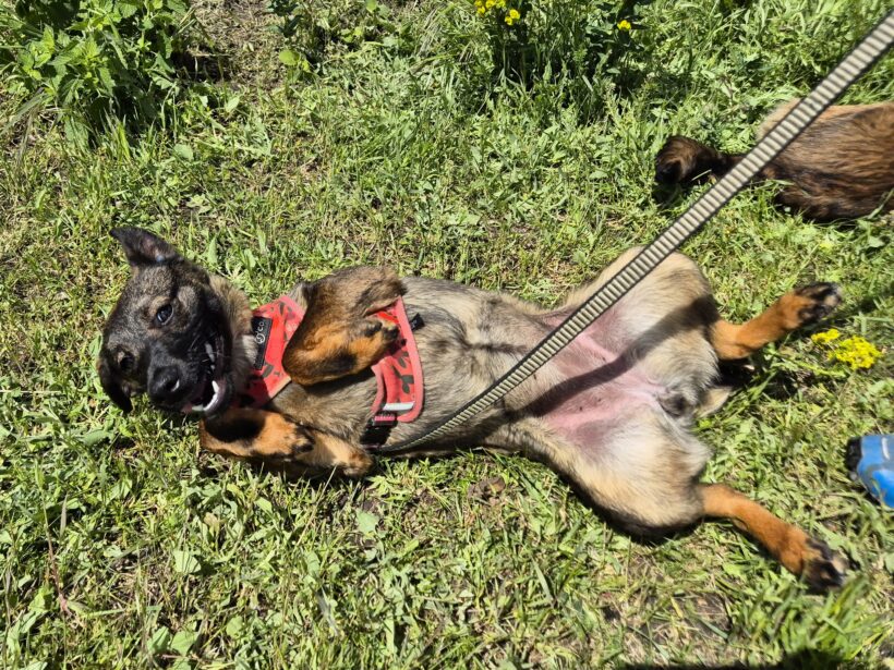 Nala
