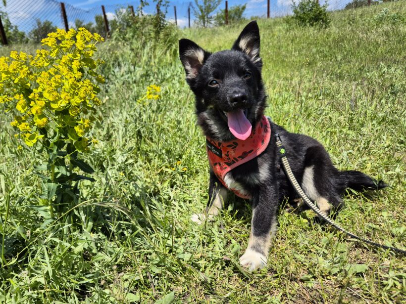 Snoopy (reserviert)