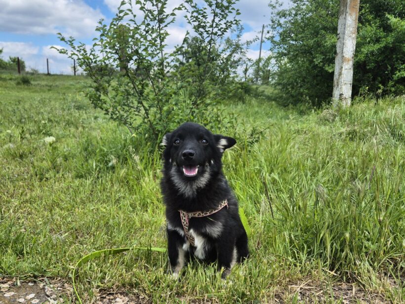 Snoopy (reserviert)