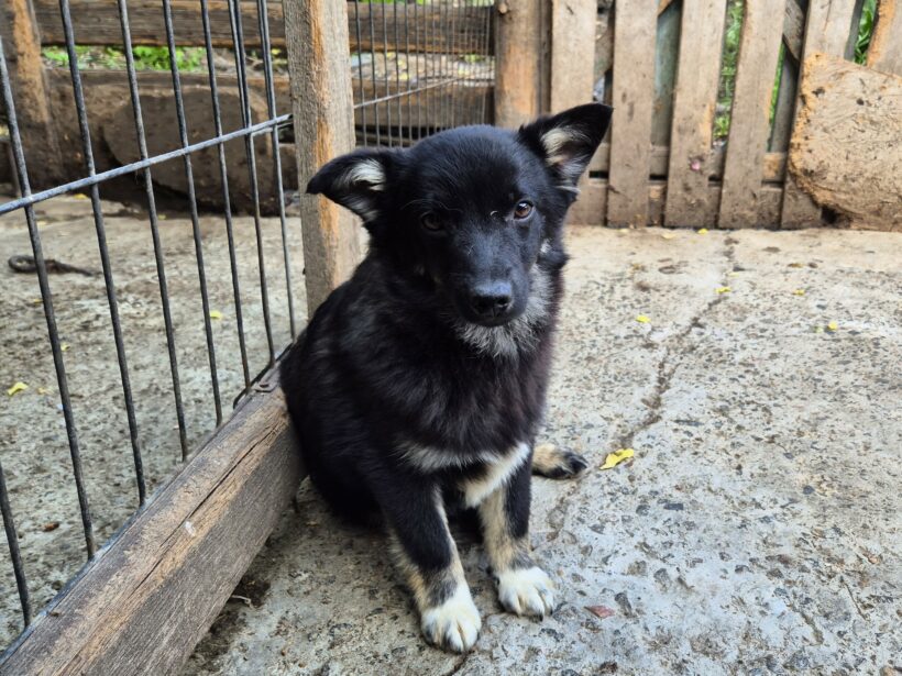 Snoopy (reserviert)