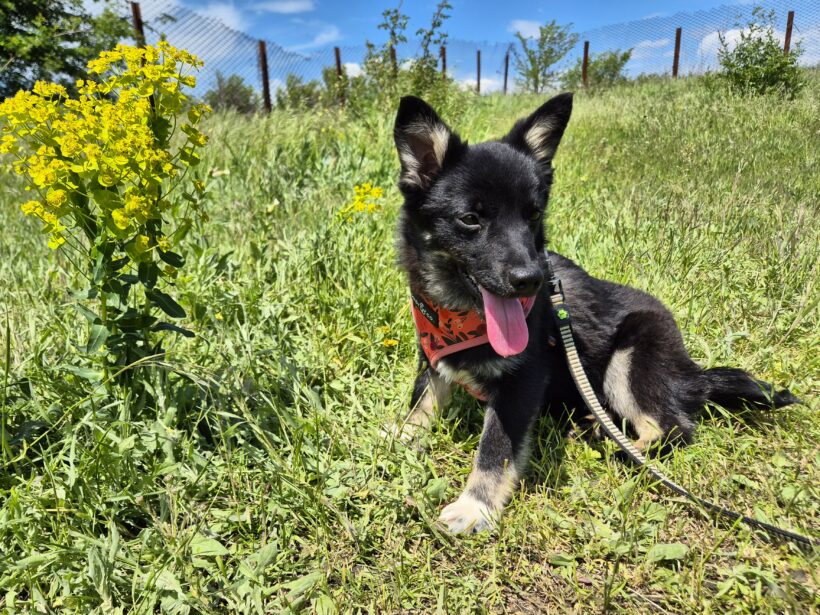 Snoopy (reserviert)
