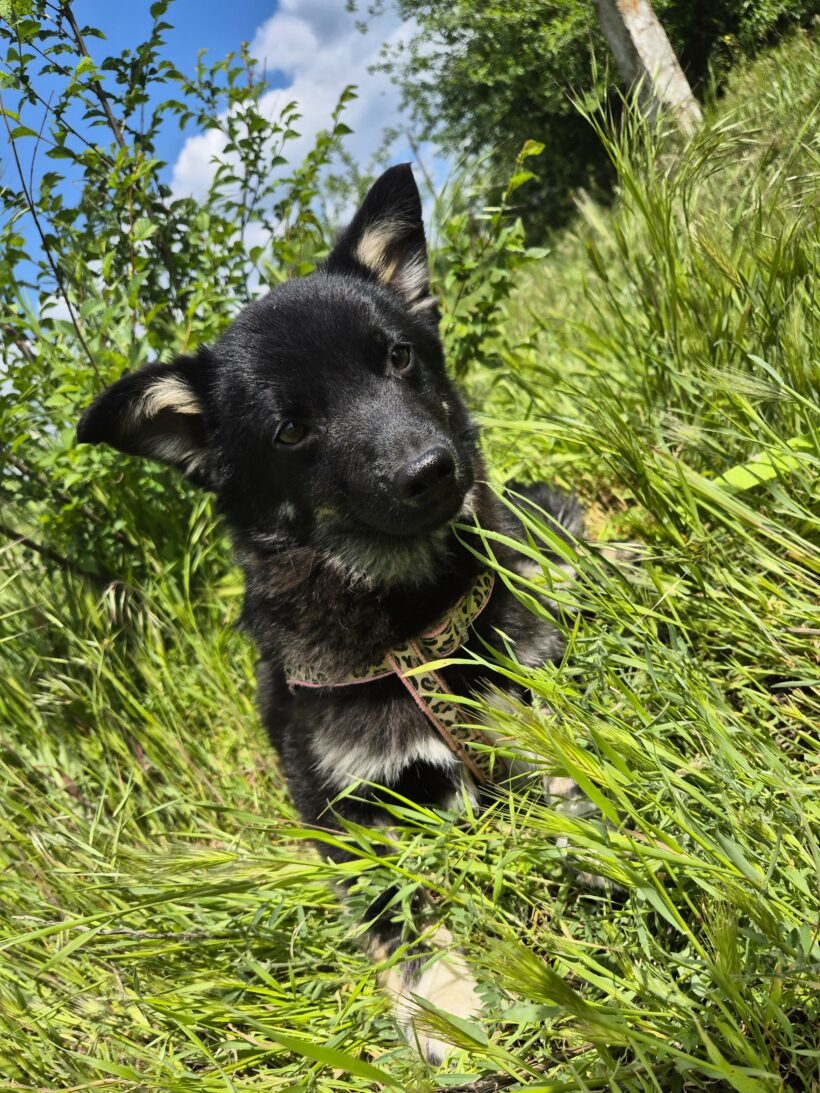 Snoopy (reserviert)