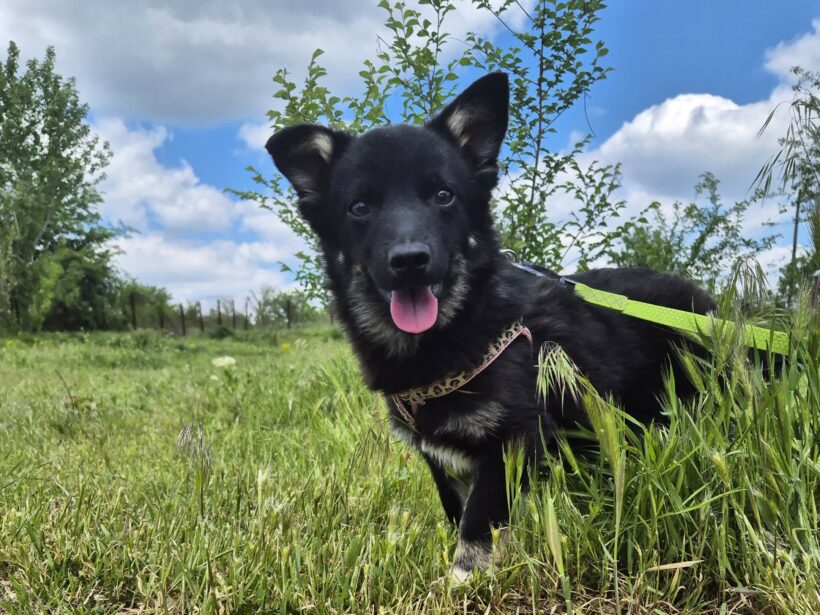 Snoopy (reserviert)
