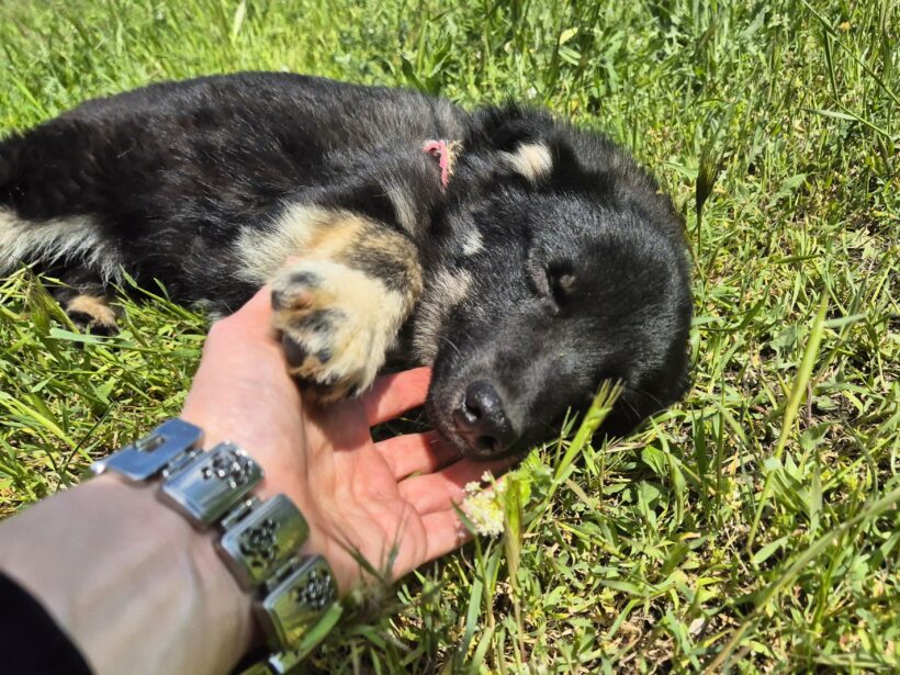 Snoopy (reserviert)