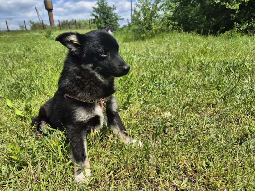 Snoopy (reserviert)