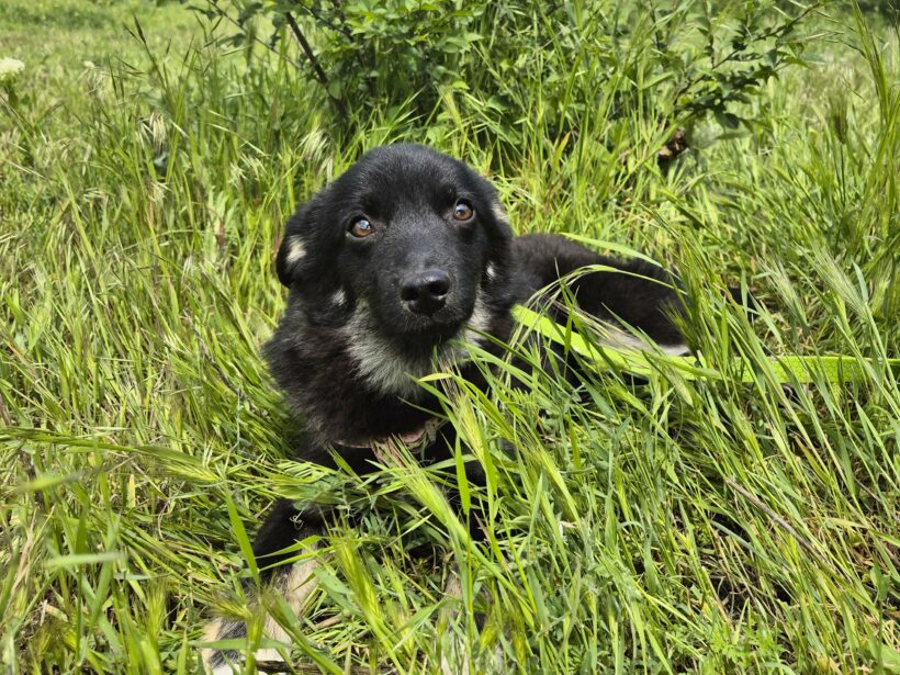 Snoopy (reserviert)