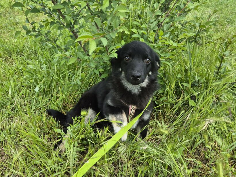 Snoopy (reserviert)