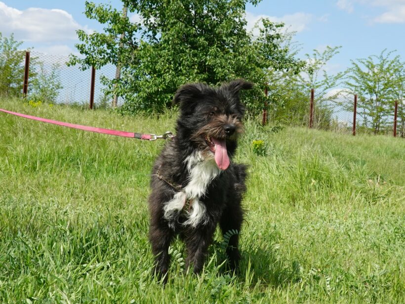 Stella
