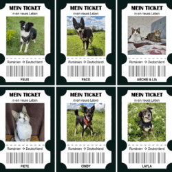Travel & Neuter Tickets Juni 2025