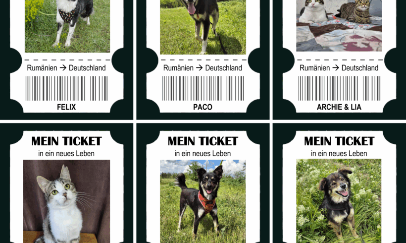 Travel & Neuter Tickets Juni 2025