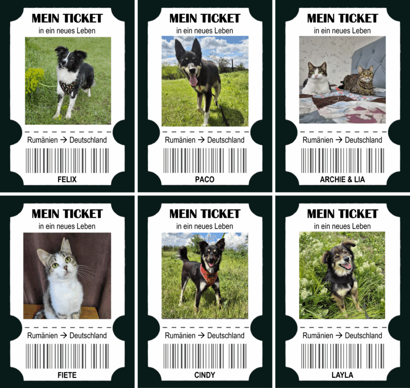 Travel & Neuter Tickets Juni 2025