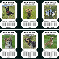 7 Hunde – 7 Tickets – 175 Euro Hoffnung